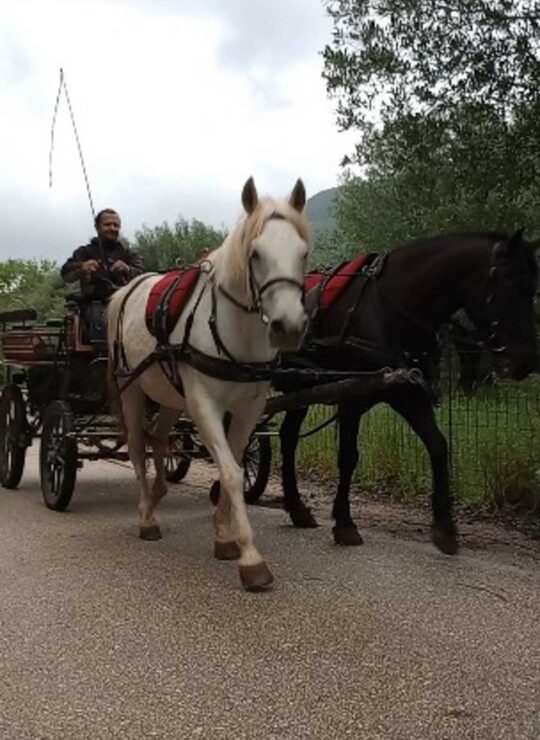 carriage ride experience
