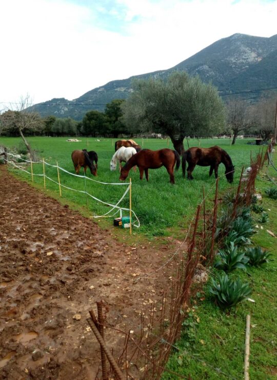 The stable