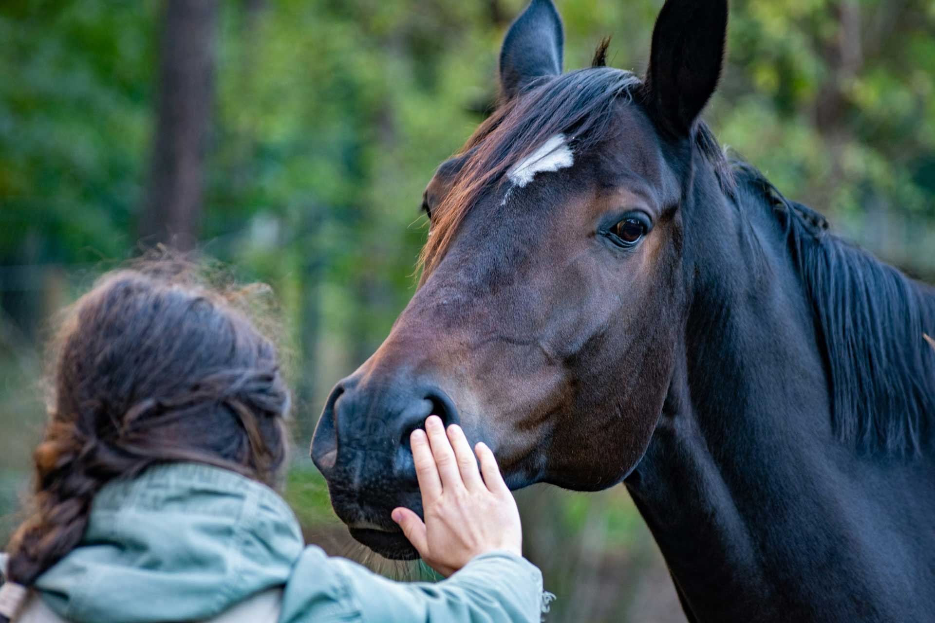 horse internship and volunteer