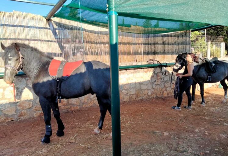 horse training and breaking