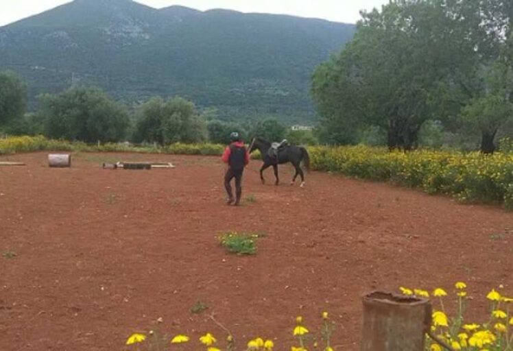 horse training and breaking