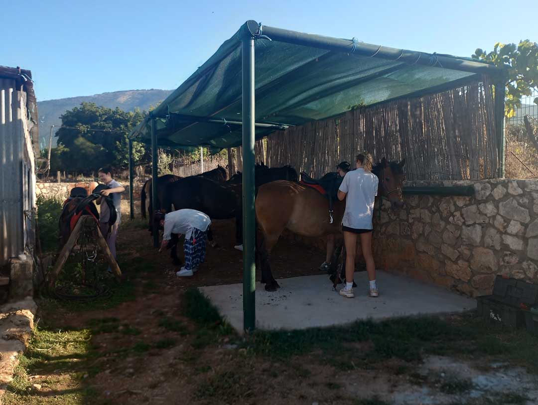 meet the horses