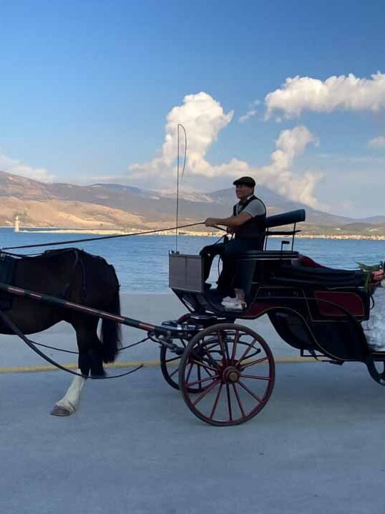 horse carriage ride for weddings
