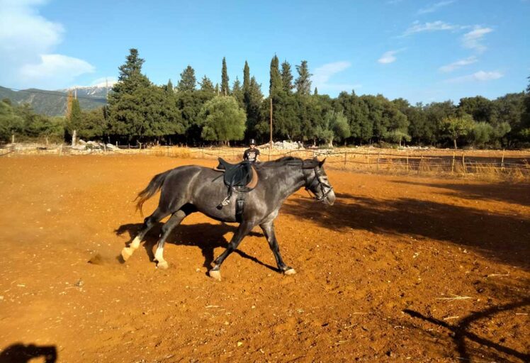 horse training and breaking